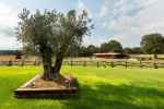 Renovated 13th century farmhouse with horse stables only 15 minutes from the beaches of the Costa Brava, Girona. - picture 38 title=